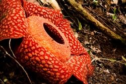 Foto Rafflesia arnoldii