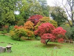 Albero d'acero in giardino