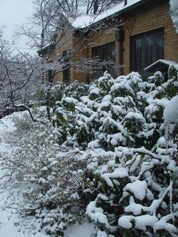 Albero da giardino sotto la neve