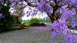 Esempio di albero da giardino