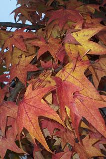 collo autunnale e foglie al vento