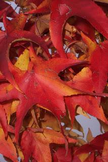 collo autunnale e foglie al vento