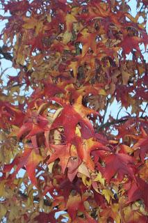 collo autunnale e foglie al vento