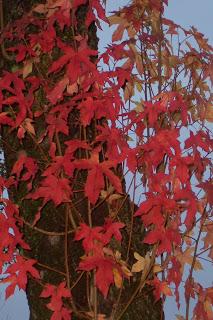 collo autunnale e foglie al vento