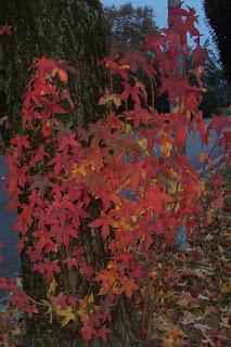 collo autunnale e foglie al vento