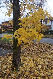 collo autunnale e foglie al vento