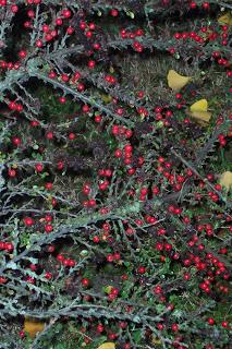 collo autunnale e foglie al vento