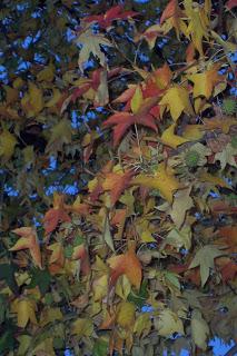 collo autunnale e foglie al vento