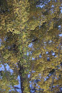 collo autunnale e foglie al vento