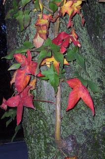 collo autunnale e foglie al vento