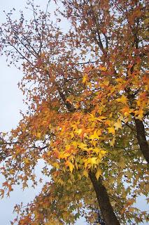 collo autunnale e foglie al vento