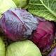 Food&Colors: Cavolo viola