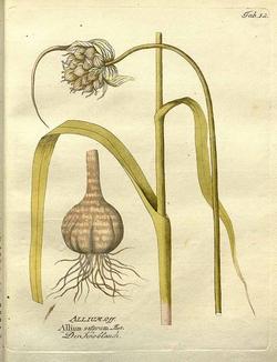 Disegno botanico di Allium Sativum