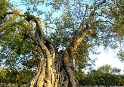 Olio d'oliva: crolla la produzione in Italia e Spagna a causa delle avversità meteorologiche dovute alla geoingegneria clandestina