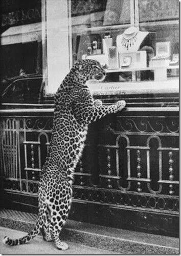 leopardo