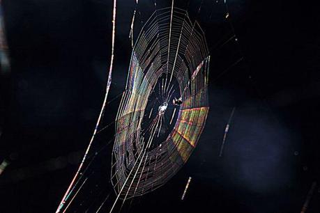 800px-Diffraction_pattern_in_spiderweb
