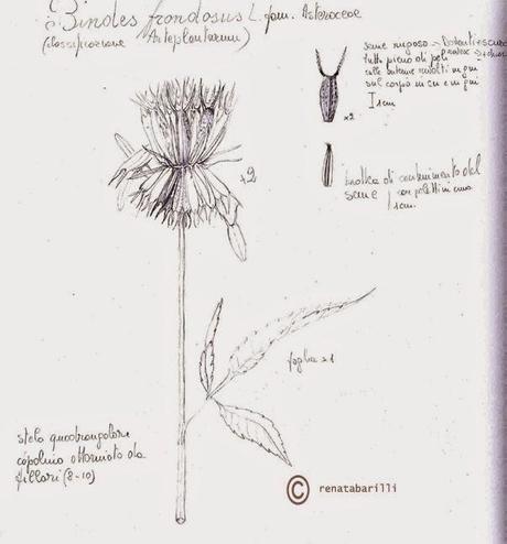 Bindes frondosus L. - canapa acquatica