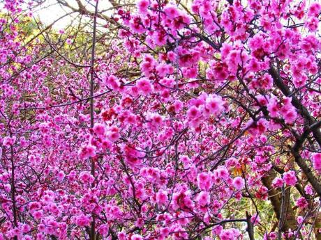 Giardini botanici di Auburn - Sydney, Australia