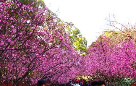 Giardini botanici di Auburn - Sydney, Australia