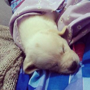 Instagram photo by annagiuliabi - Stasera ve lo dovevo proprio far vedere quant'è bello #Napoleone. Per non parlare del mio outfit tuta + maglione dorato con le paillettes, una delizia per gli occhi. #dog #love #puppy #relax #home #ootd #evantatene