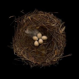 Nidi_Nests Sharon Beals Nidi_Nests Sharon Beals