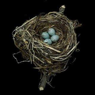 Nidi_Nests Sharon Beals Nidi_Nests Sharon Beals