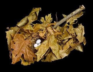 Nidi_Nests Sharon Beals Nidi_Nests Sharon Beals