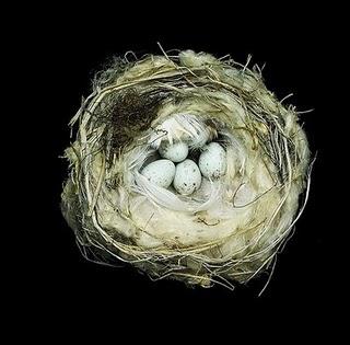 Nidi_Nests Sharon Beals Nidi_Nests Sharon Beals