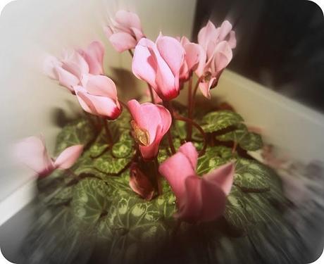 ARREDARE CON I FIORI ARREDARE CON I FIORI