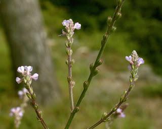 Gli oli essenziali per il nostro benessere: la verbena