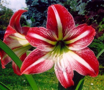 Hippeastrum IL FIORE DEL MESE – HIPPEASTRUM