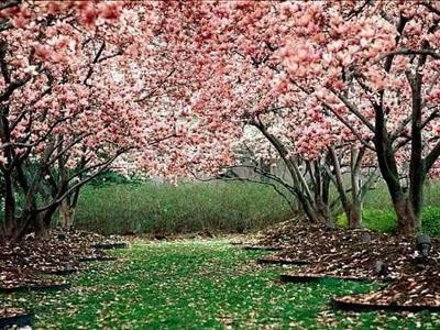 PRIMAVERA DOVE SEI?