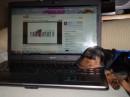 Veterinaria on-line