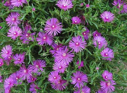 Delosperma-cooperi3 Delosperma cooperi, bella, facile e resistente