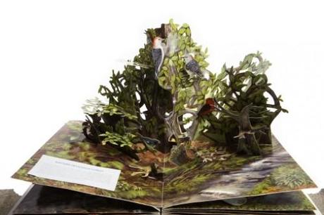 Libri Pop-up. Fantasia allo stato puro Libri Pop-up. Fantasia allo stato puro
