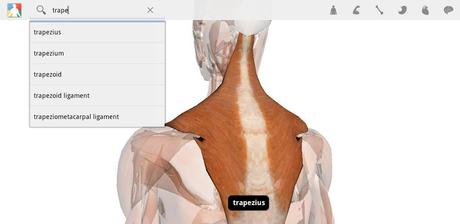 programmi Google Body disponibile per tablet con Android Honeycomb 3.0 Google Body disponibile per tablet con Android Honeycomb 3.0