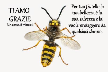 È soltanto una illusione ciò che si interpone tra tuo fratello e te e il santo Essere che condividete.