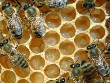 VIGEVANO. Per un giorno sono diventati apicoltori con il progetto EdcuCA-Educazione alla Campgna Amica di Coldiretti