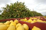 Il Limone di Siracusa Igp