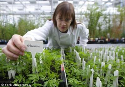 ARTEMISIA ANNUA - Antica pianta cinese antitumorale