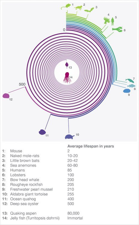 La longevita' in natura (infografica)