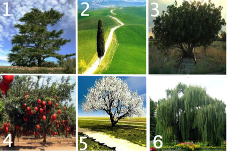 Test della personalità, che albero pianteresti nel tuo giardino?