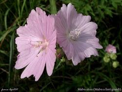 Malva alcea= specie del fiore. Google immagini