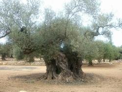 Albero di olivo antico