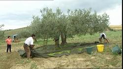 Raccolta delle olive mediante bacchiatura