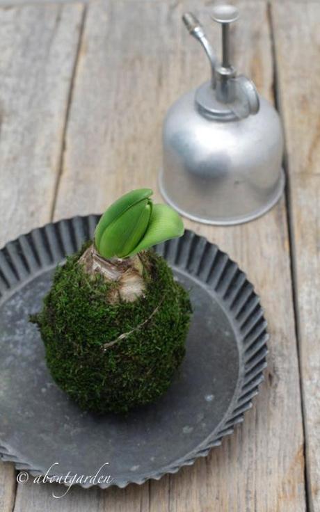 kokedama di giacinto su vassoio