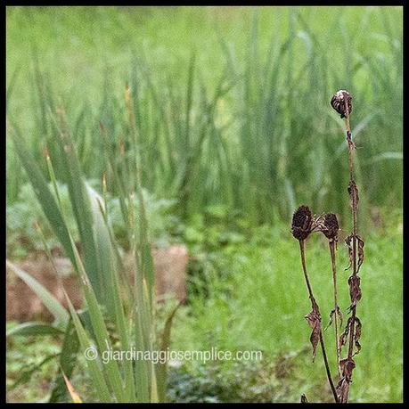 I racconti delle 20.00 del giardiniere ortolano erbacce