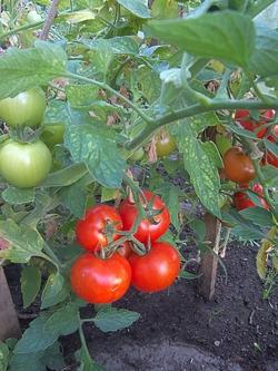 Pomodoro coltivato nell'orto