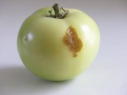 Pomodoro affetto da una malattia