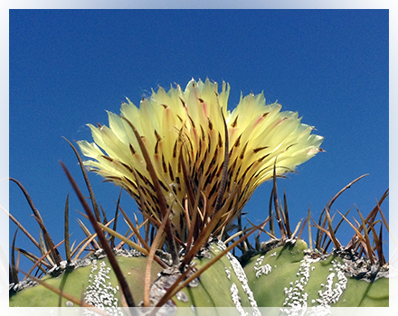 Astrophytum ornatum è una cactacea che fu descritta per la prima volta nel 1828  da Auguste Pyrame De Candolle e chiamata Echinocactus ornatus. E' una specie originaria di areali limitati in Messico (Stati di Querétaro, Hidalgo, Guanajuato e San Luis Potosí) ove cresce ad altitudini comprese tra gli 800 ed i 2.000 metri s.l.m. tra la macchia xerofitica e tra le rocce nei canyon oppure tra le rocce nei boschi di latifoglie. Nello stato di San Luis Potosí é segnalata inoltre una zona zona dover risulta essersi ibridato con altre specie di Astrophytum.  A. ornatum  ha  il corpo grigio-verde, dapprima cilindrico, poi con l'avanzare dell'età colonnare. Può infatti raggiungeree talvolta superare il metro di altezza. Il diametro è di circa 15-30 cm e se visto dall'alto  sembra una stella e da ciò deriva il suo nome. Ha 6-8 costolature più o meno ricoperte di scaglie bianco-argento che formano delle caratteristiche striature. Le costolature sono di solito diritte e talvolta spiralate. Sui bordi delle costolature sono presenti delle areole biancastre sulle quali crescono 5-12 spine non molto lunghe, diritte, gialle o brunastre. I fiori, diurni, giallo pallido, sono grandi 7-10 cm. di diametro e sbocciano più volte nella stagione a partire dall'inizio dell'estate.